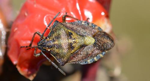 Réf. 350 889 : Carpocoris purpureipennis